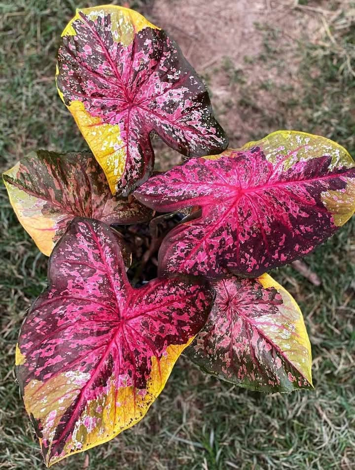 Caladium Gold Amber