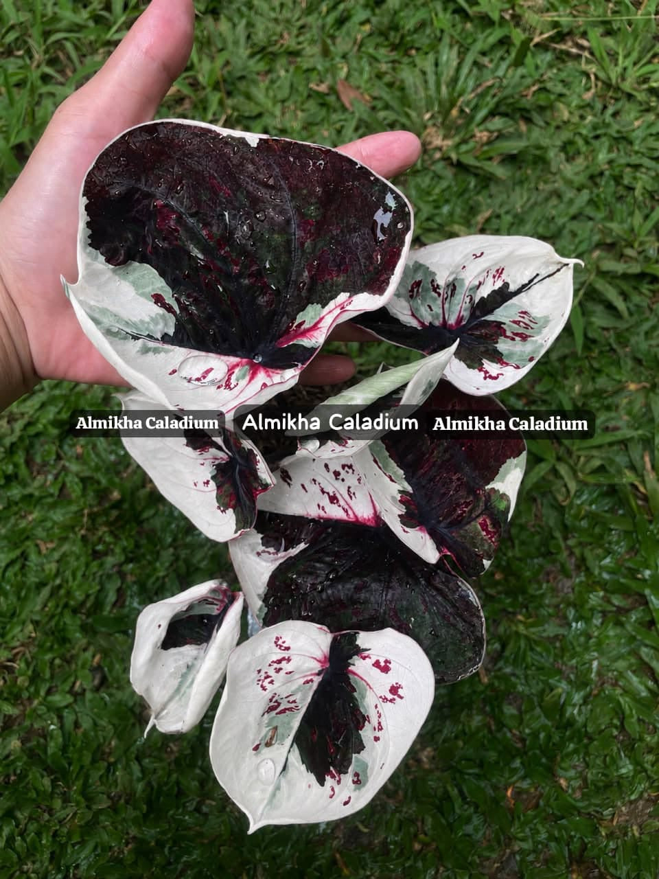 Caladium Demon