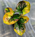 Caladium Fullmoon Princess