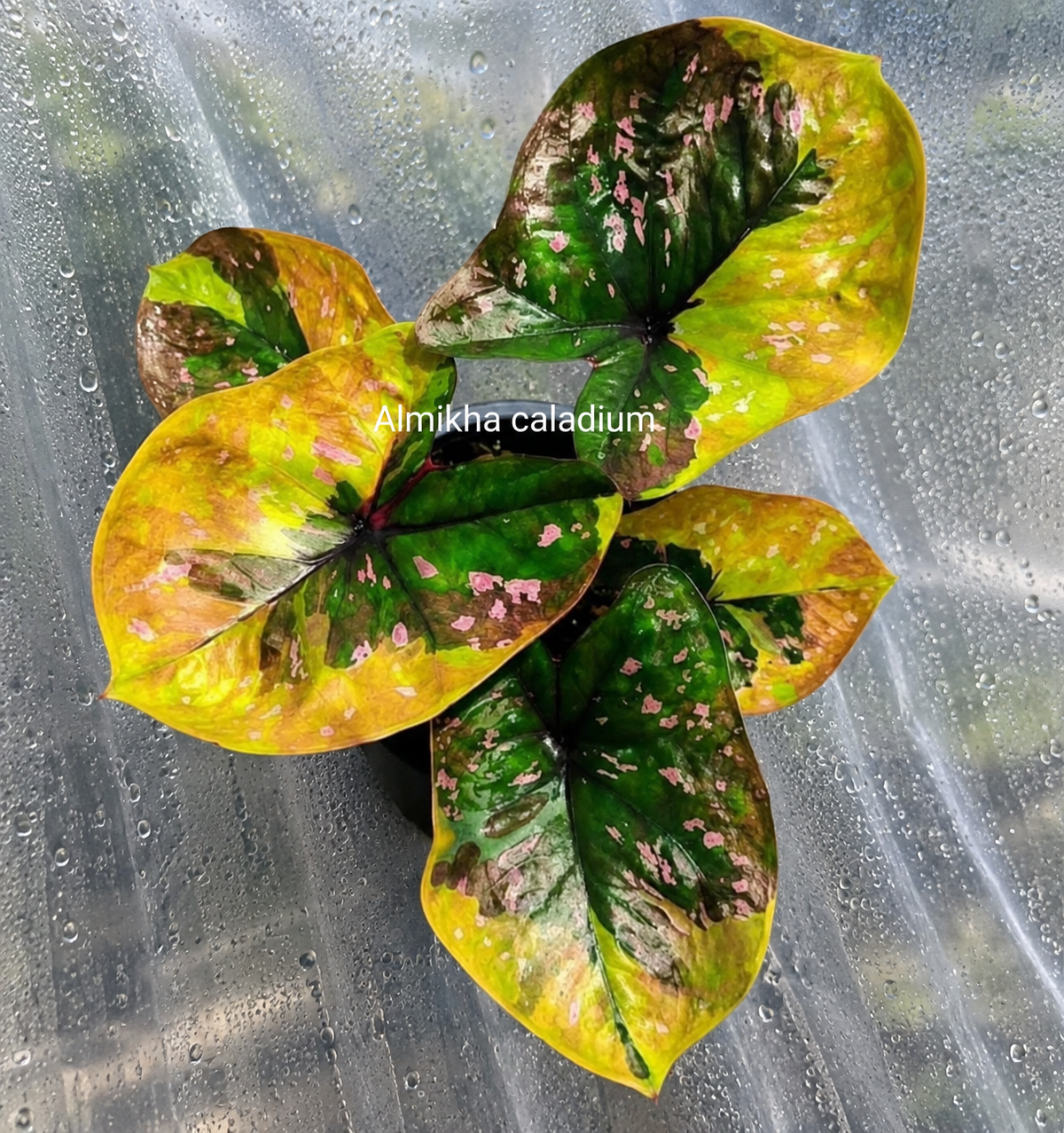 Caladium Fullmoon Princess