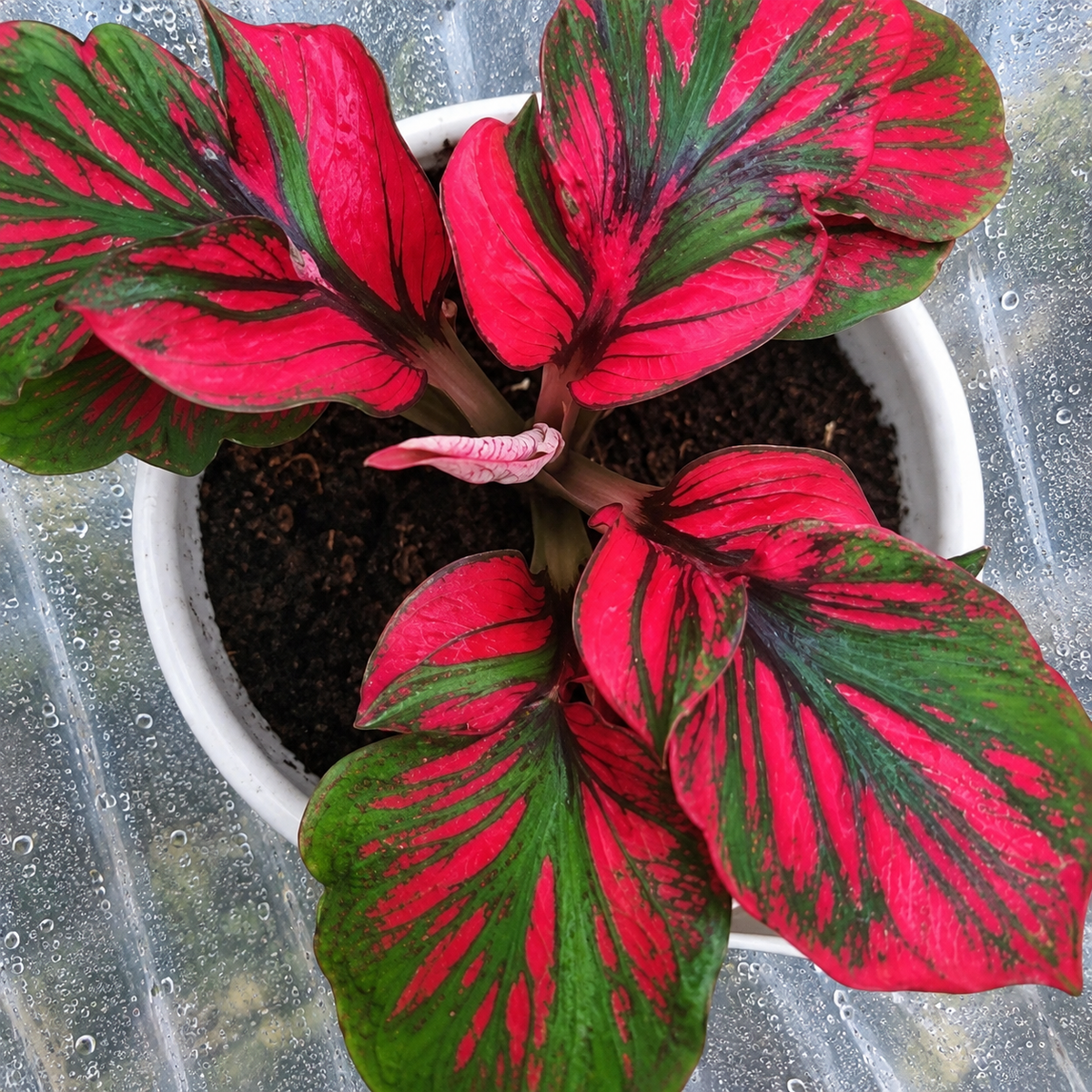 Caladium Tang Sen