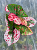 Caladium Thewasuwan