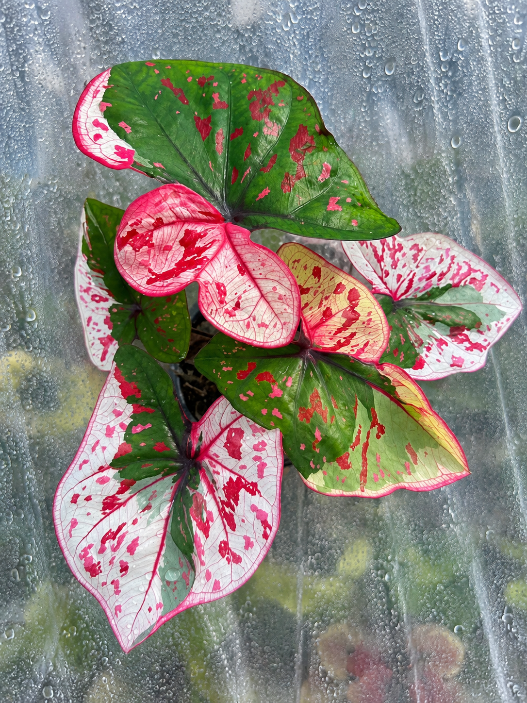 Caladium Thewasuwan