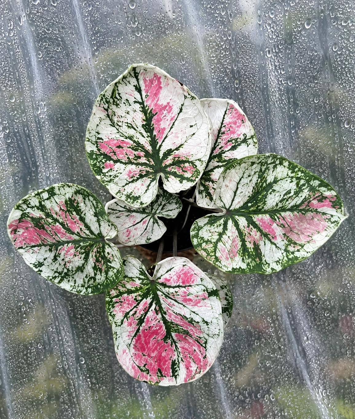 Caladium Candyland