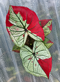 Caladium Scarlet