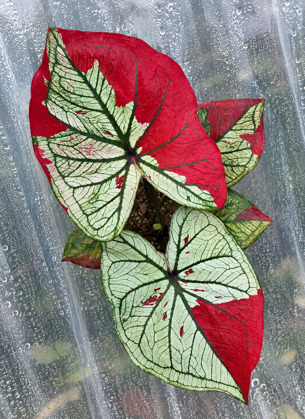 Caladium Scarlet