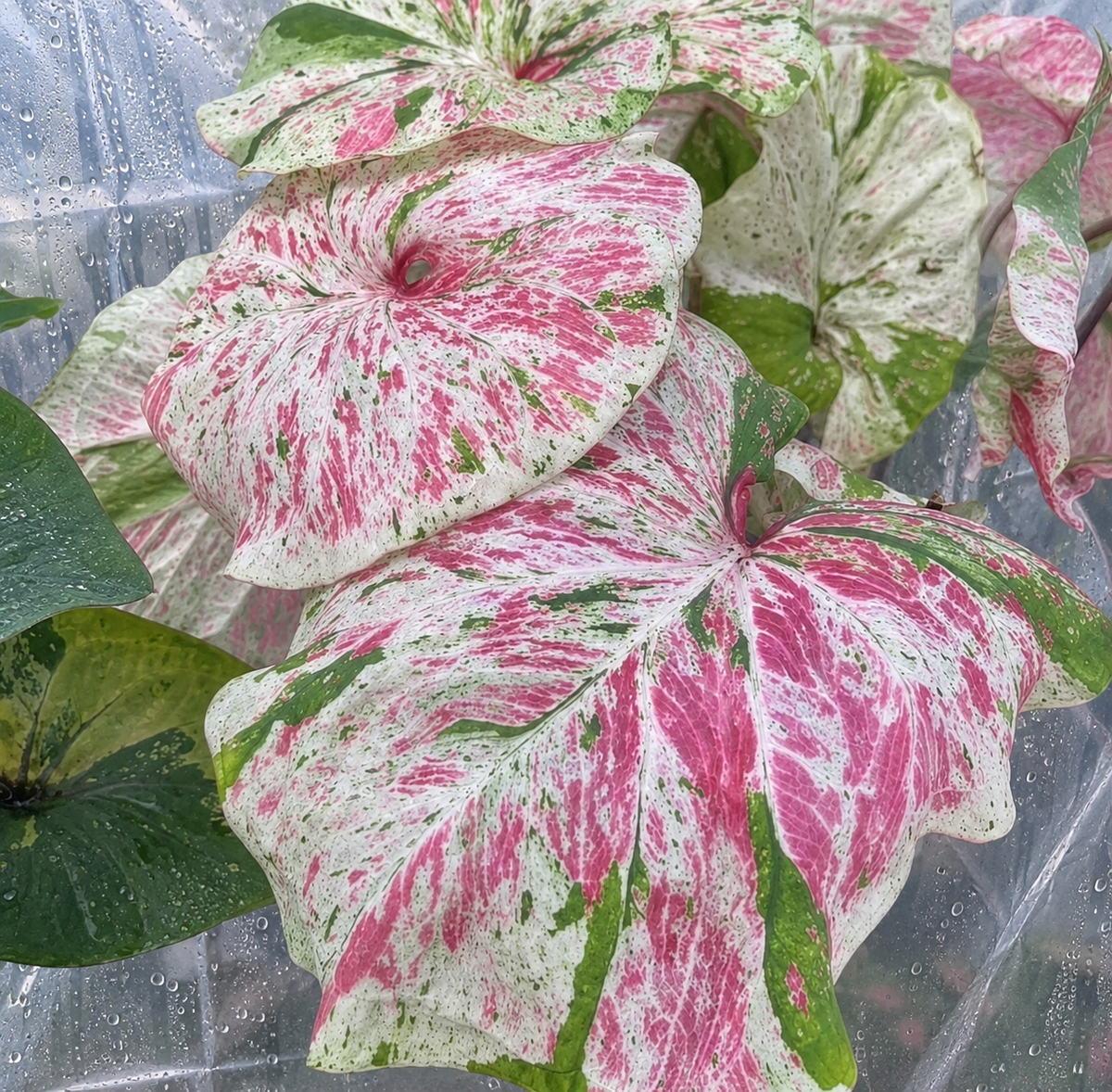 Caladium Jetchira