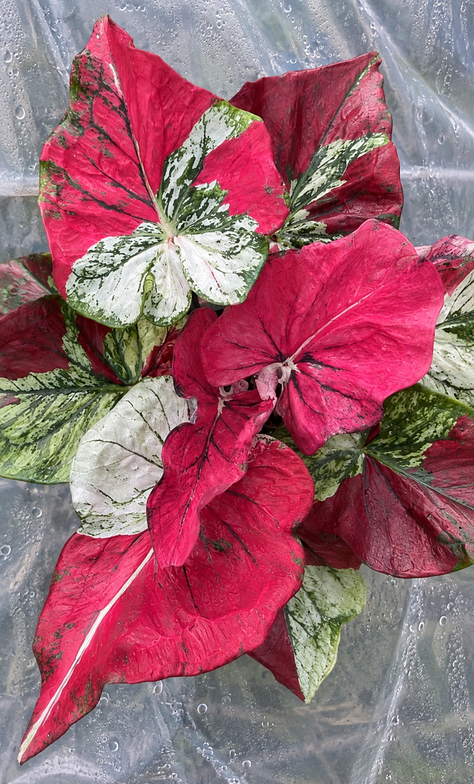 Caladium Horoscope