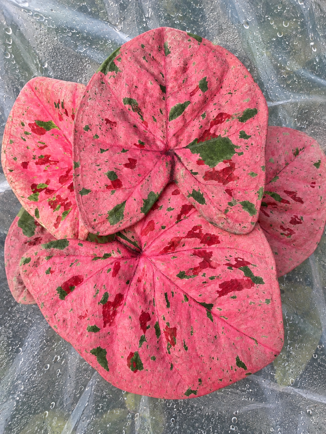 Caladium Melody