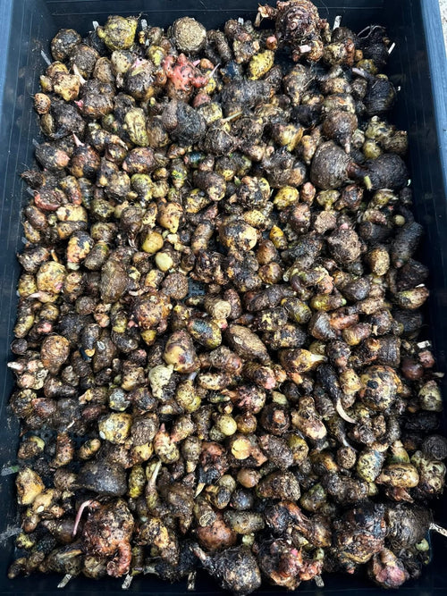 Caladium Bulbs Mystery Pack (25 Bulbs)