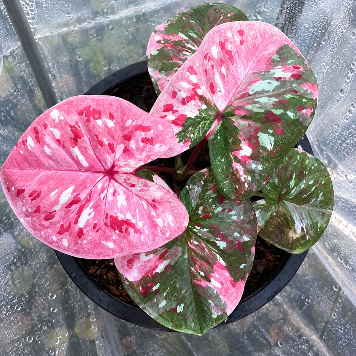 Caladium Pink Moon