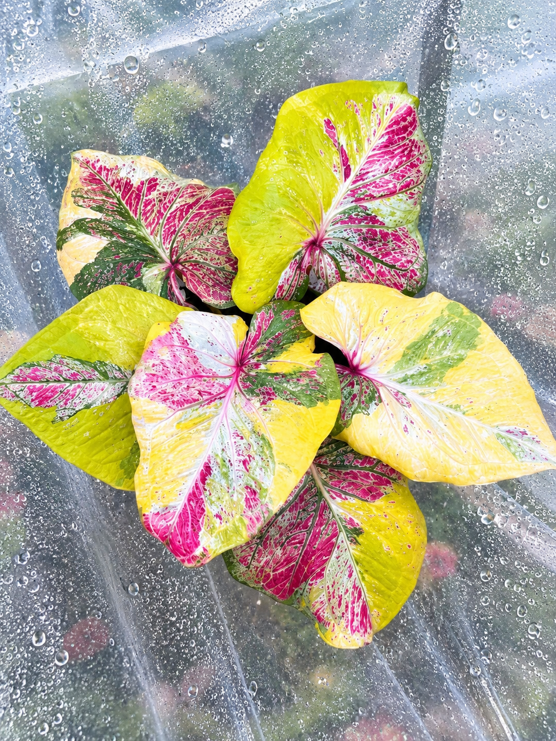Caladium Yellow Light