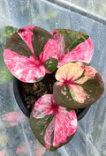 Caladium Shapmangkang
