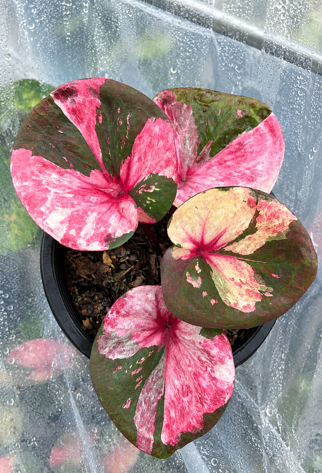 Caladium Shapmangkang