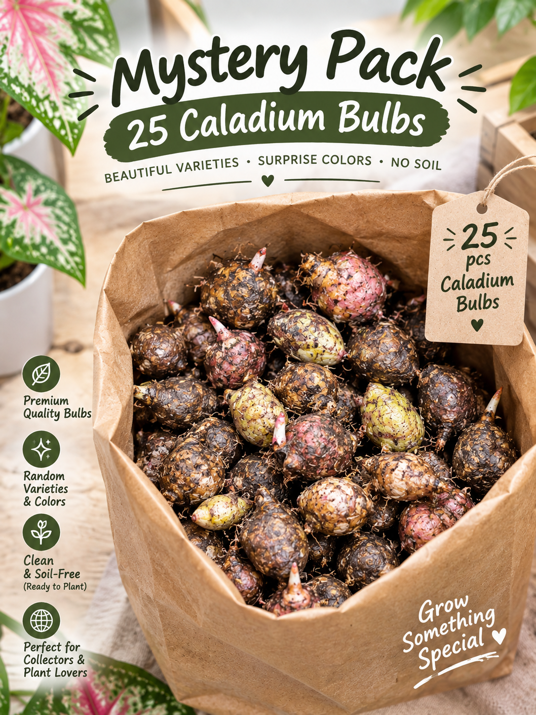 Caladium Bulbs Mystery Pack (25 Bulbs)