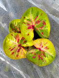 Caladium Thepjijang