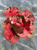 Caladium Maruko
