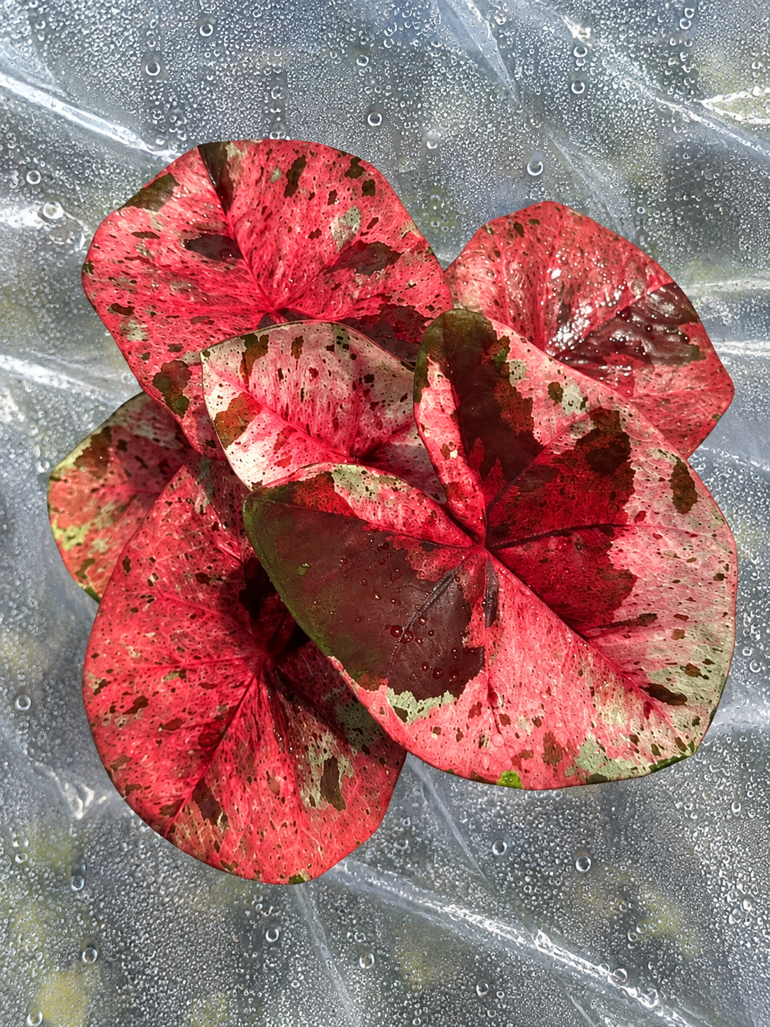 Caladium Maruko