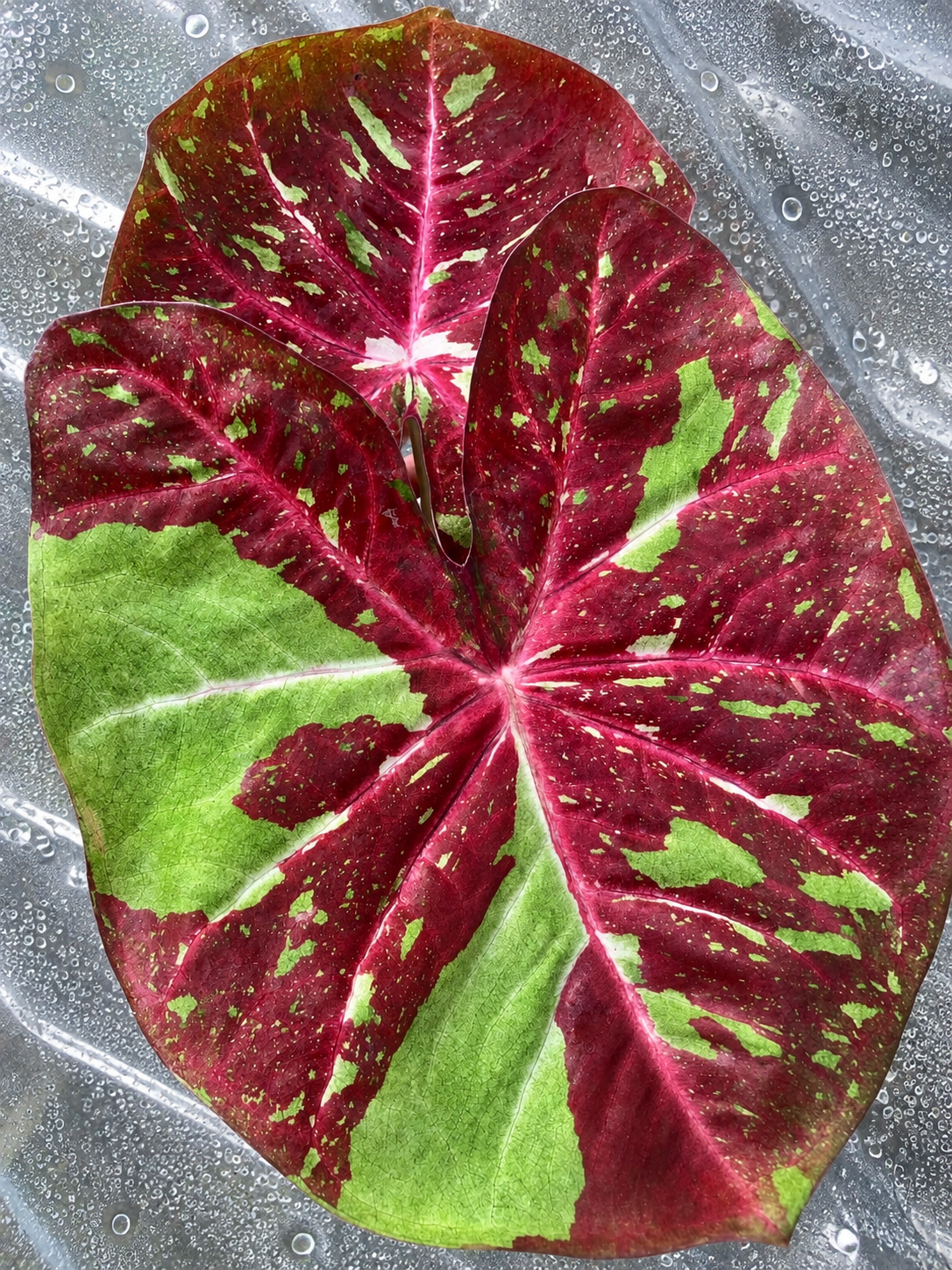 Caladium Morning Star