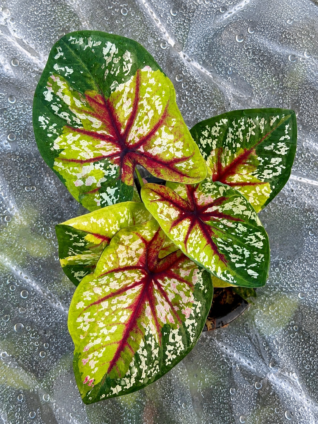 Caladium Kesorn