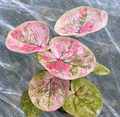 Caladium Rose Pink