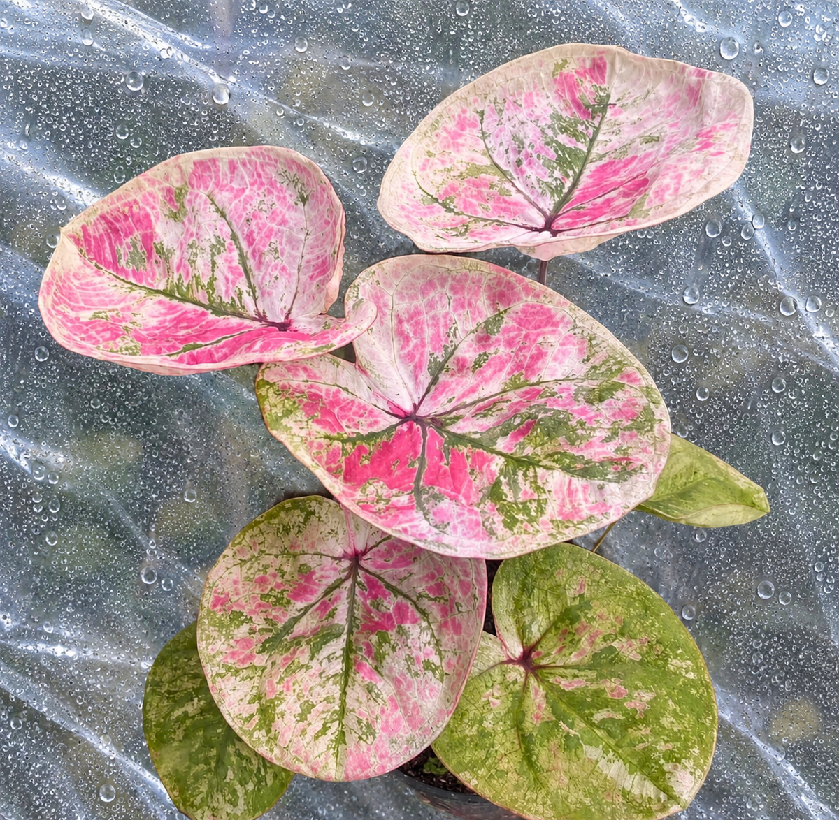 Caladium Rose Pink