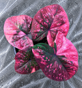 Caladium Red Velvet bulb leaf