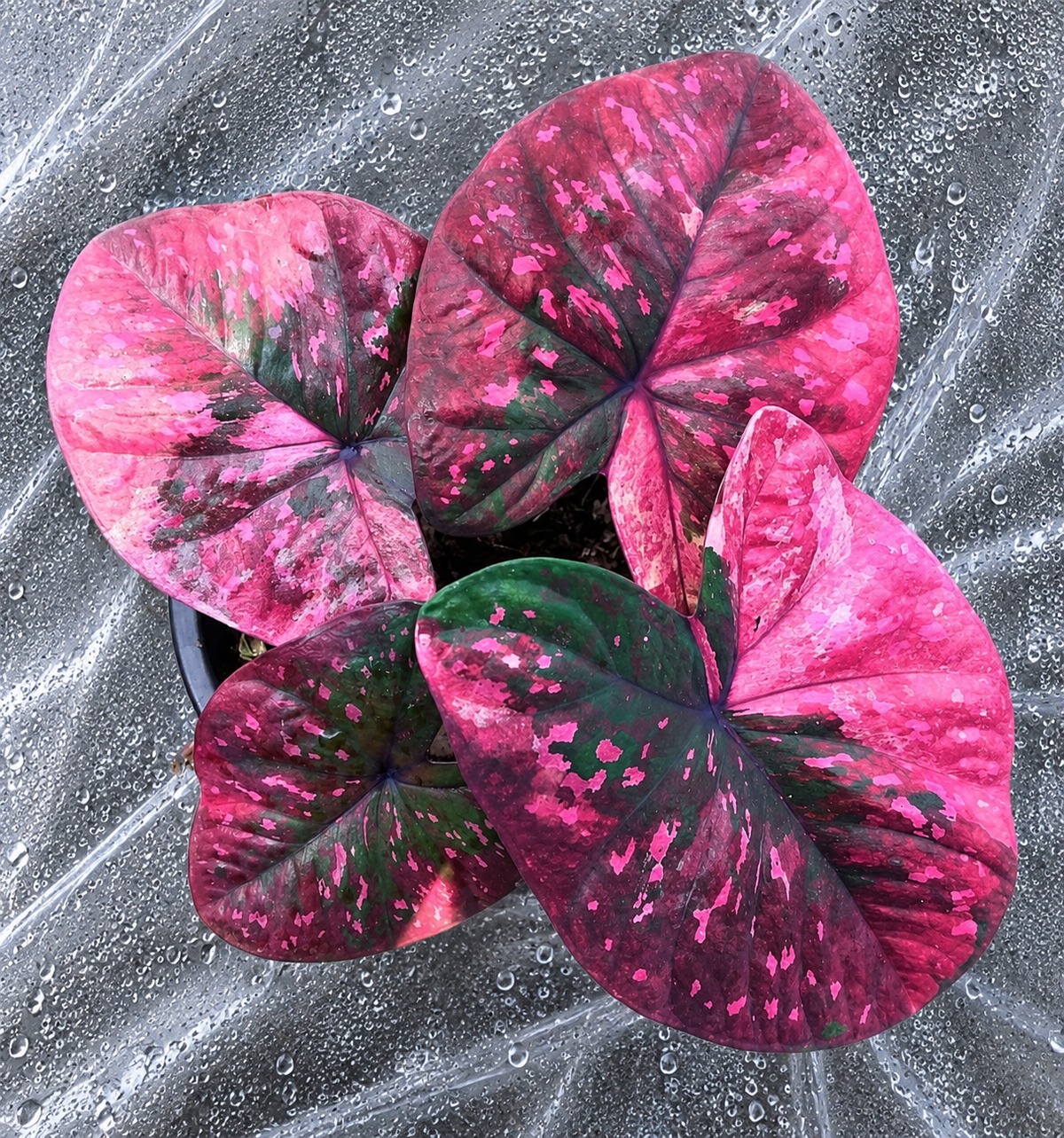 Caladium Red Velvet bulb leaf