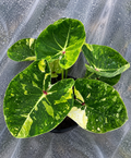 Caladium royal jade