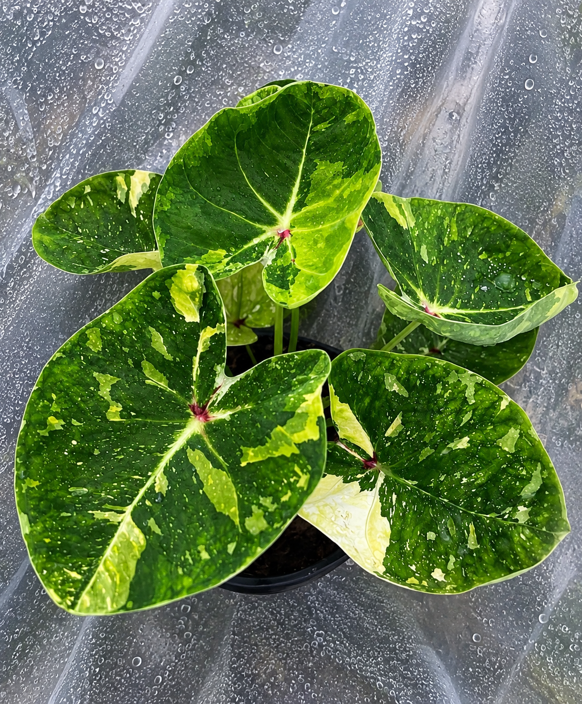 Caladium royal jade
