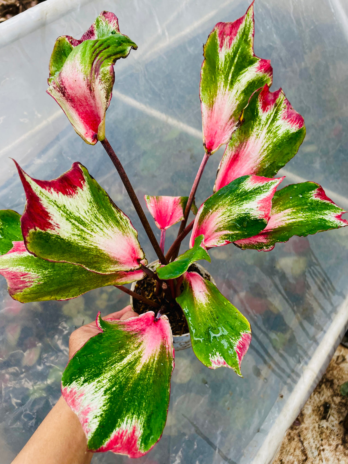 Caladium Emerald Princess