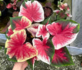 Caladium Rakai
