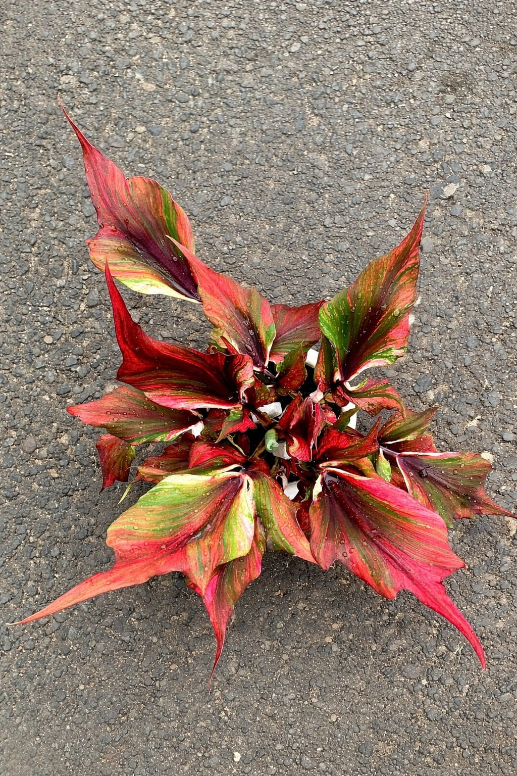 Caladium Siam paradise