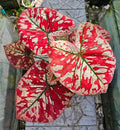 Caladium Universe