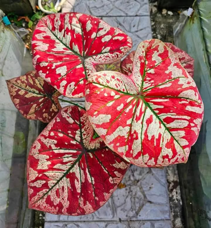 Caladium Universe
